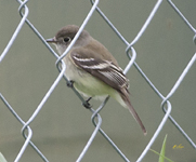 Least Flycatcher 0318